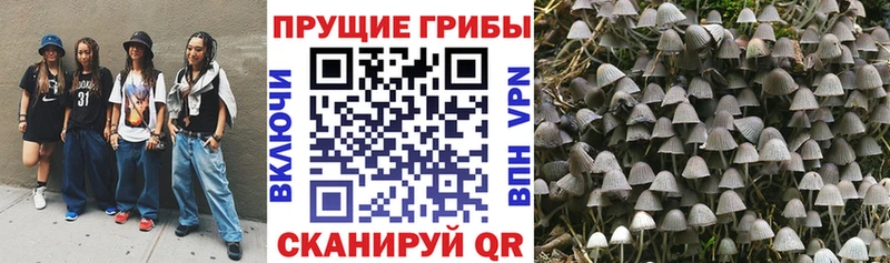 Купить закладки  Болхов  Псилоцибиновые грибы Cubensis 